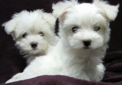 cuccioli di maltese.