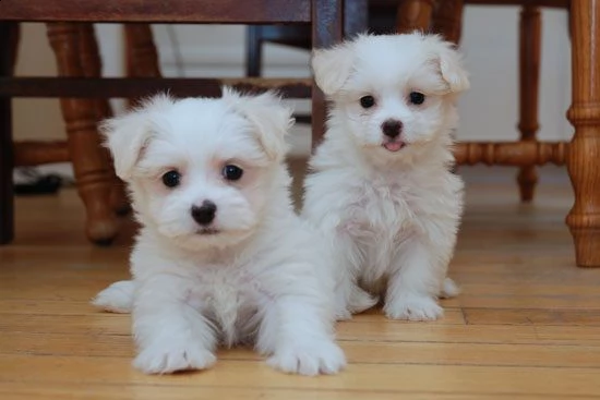 cuccioli di maltese..