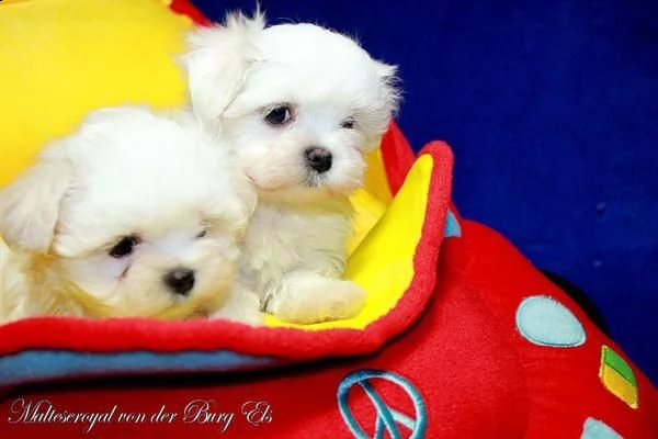 cuccioli di maltese ,,