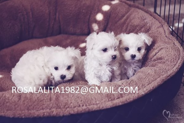 cuccioli di maltese!