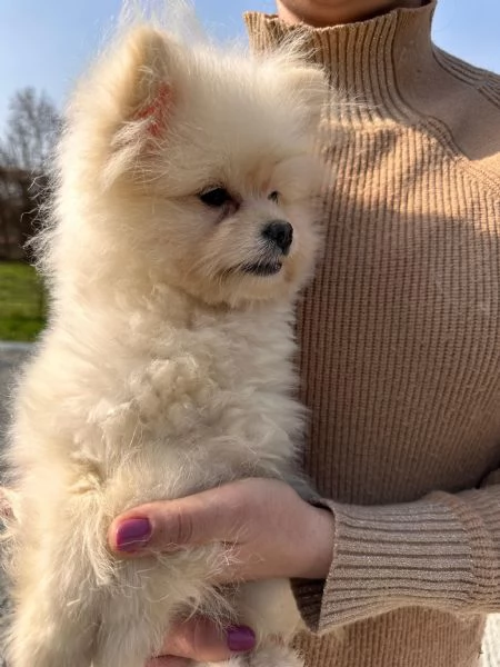 Cuccioli Pomapoo dolcezza e qualit&agrave; in un unico ?? | Foto 2