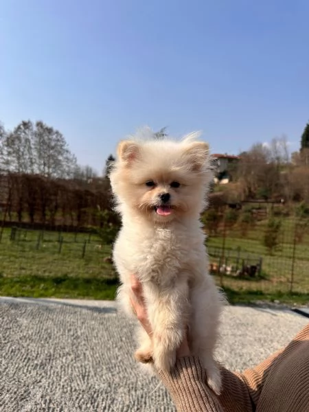 Cuccioli Pomapoo dolcezza e qualit&agrave; in un unico ??