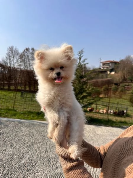 Cuccioli Pomapoo dolcezza e qualit&agrave; in un unico ?? | Foto 3