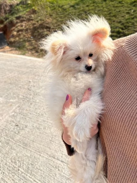 Cuccioli Pomapoo dolcezza e qualit&agrave; in un unico ?? | Foto 2