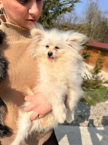 Cuccioli Pomapoo dolcezza e qualit&agrave; in un unico ?? | Foto 1