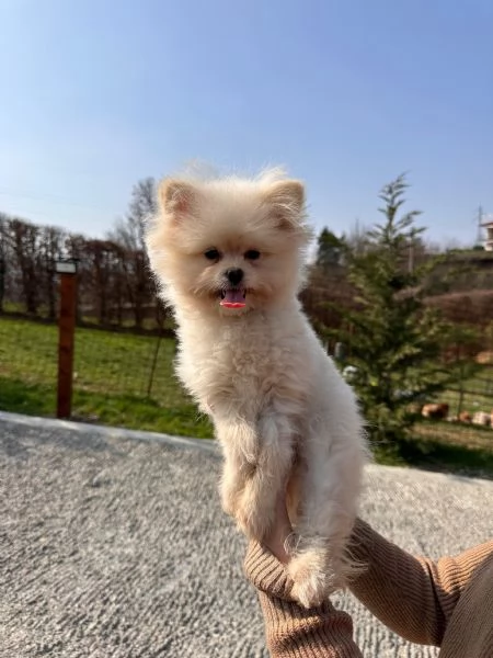 Cuccioli di Pomapoo sani, amorevoli e simpatici!