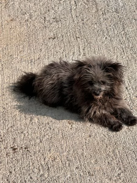 Cuccioli di Pomapoo sani, amorevoli e simpatici! | Foto 1