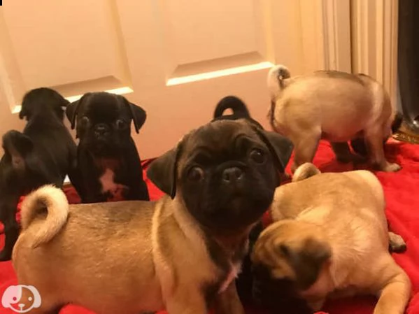 cucciolo carlino | Foto 4