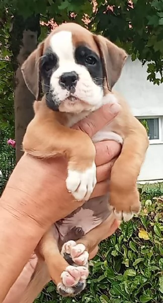 boxer cuccioli | Foto 3