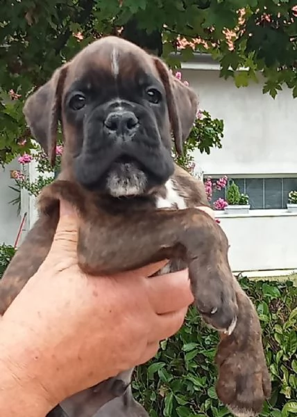boxer cuccioli | Foto 2