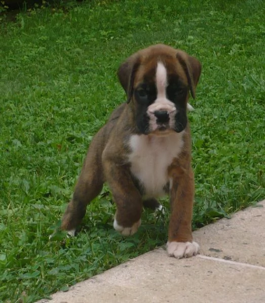 boxer cuccioli | Foto 1