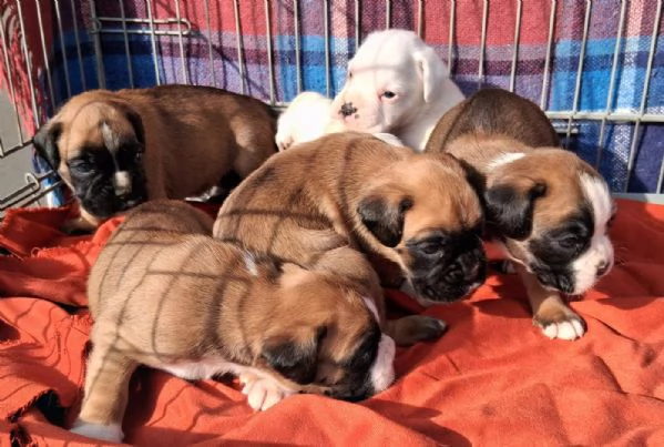 boxer cuccioli | Foto 1