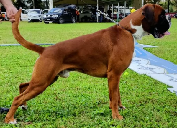 boxer cuccioli | Foto 0