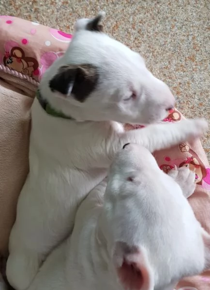 splendidi cuccioli di bull terrier | Foto 1