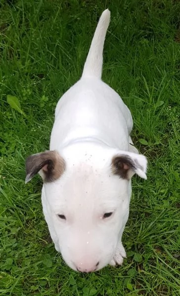 splendidi cuccioli di bull terrier | Foto 0