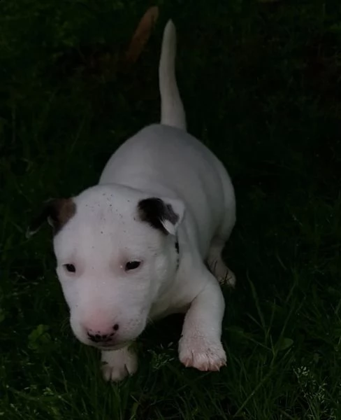 splendidi cuccioli di bull terrier