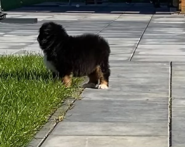 fantastici bovaro del bernese cuccioli
