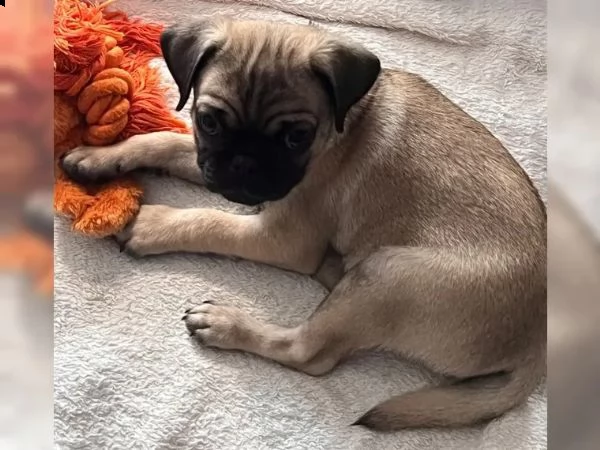 cuccioli di carlino felici e sportivi color albicocca con documenti, | Foto 0