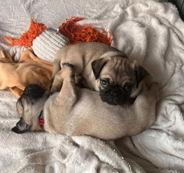 cuccioli di carlino felici e sportivi color albicocca con documenti,