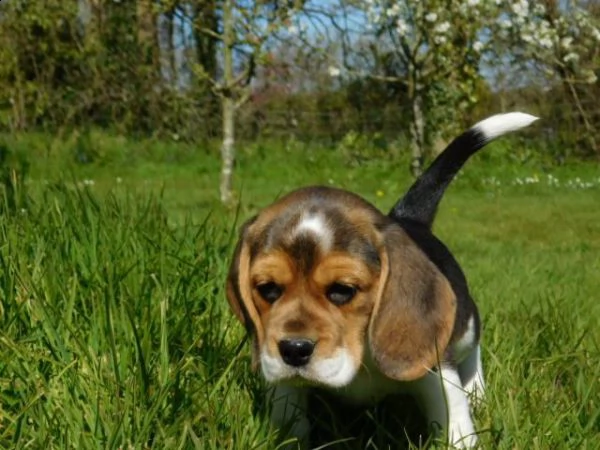 (3)cuccioli di beagle cioccolato con pedigree | Foto 3