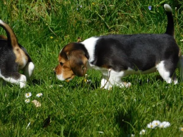 (3)cuccioli di beagle cioccolato con pedigree | Foto 1