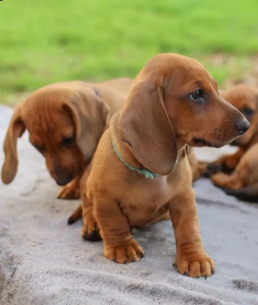 disponibili cuccioli di bassotto nano a pelo corto