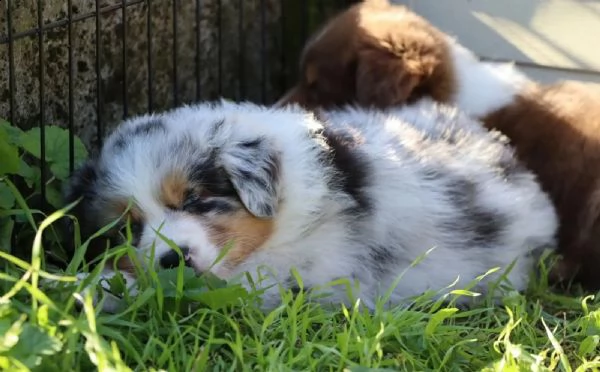 cuccioli di pastore australiano