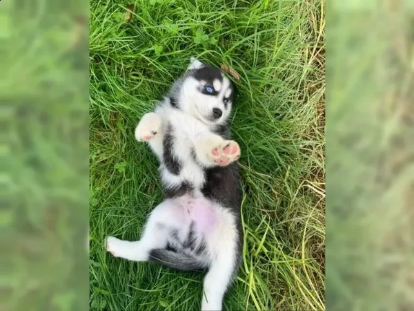 4 siberian husky occhi color ghiaccio stupendi | Foto 1