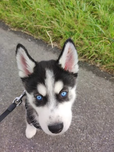 4 siberian husky occhi color ghiaccio stupendi | Foto 0