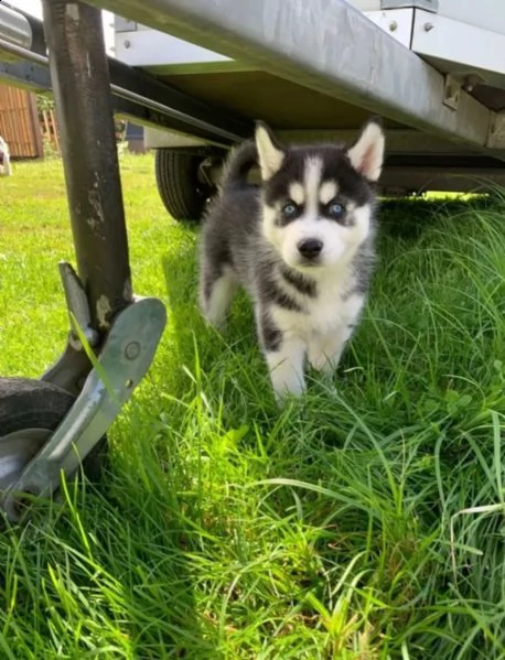 4 siberian husky occhi color ghiaccio stupendi