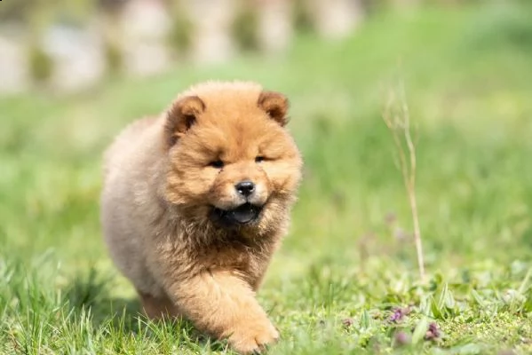 chow chow cuccioli disponibili
