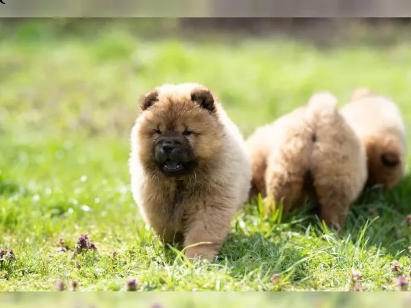 chow chow cuccioli disponibili | Foto 5