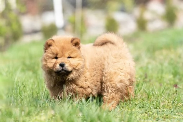 chow chow cuccioli disponibili | Foto 4