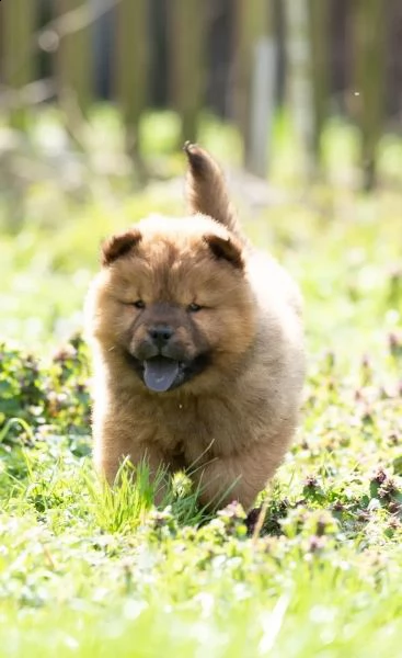 chow chow cuccioli disponibili | Foto 2