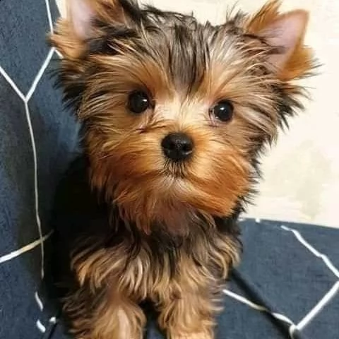 cuccioli di yorkshire terrier pronti adesso. | Foto 1