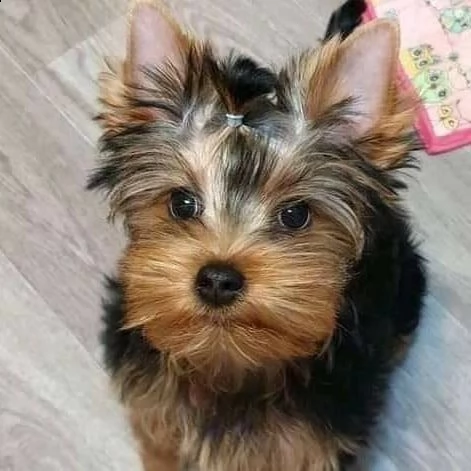 cuccioli di yorkshire terrier pronti adesso. | Foto 0