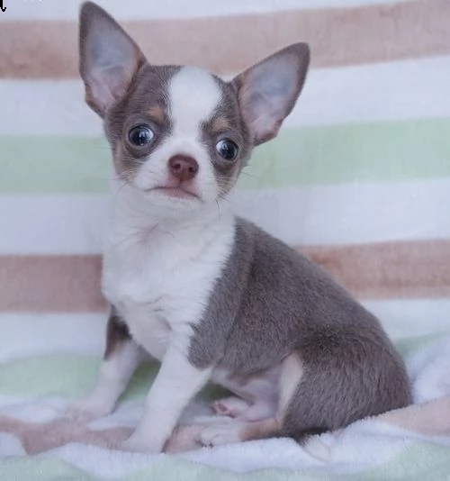 cuccioli di chihuahua | Foto 1