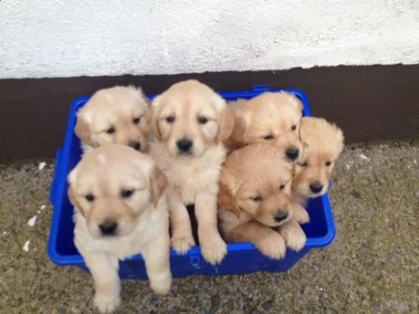 cuccioli di golden retriever con documenti
