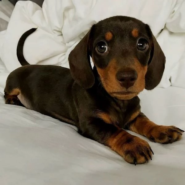 cuccioli di bassotto. | Foto 1