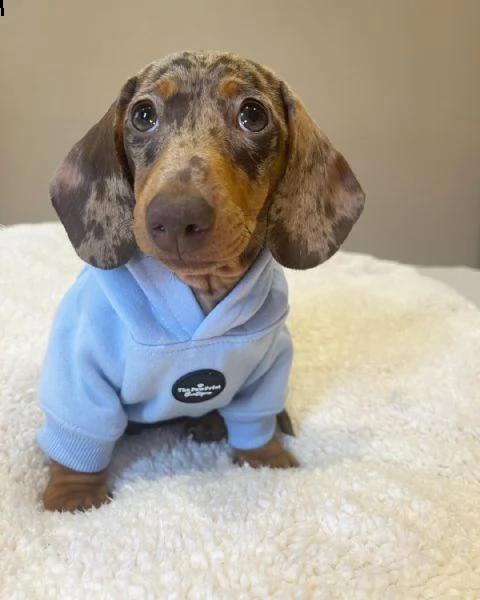 cuccioli di bassotto.