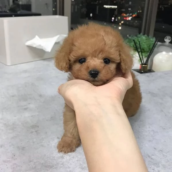 cuccioli di barboncino di razza | Foto 1