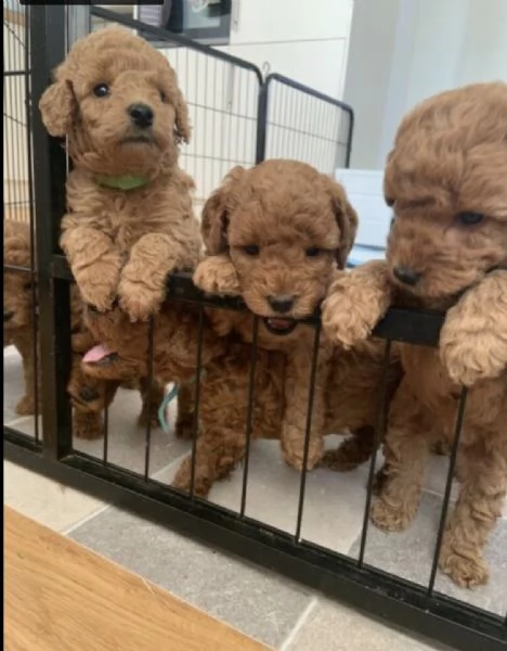 cuccioli di barboncino di razza