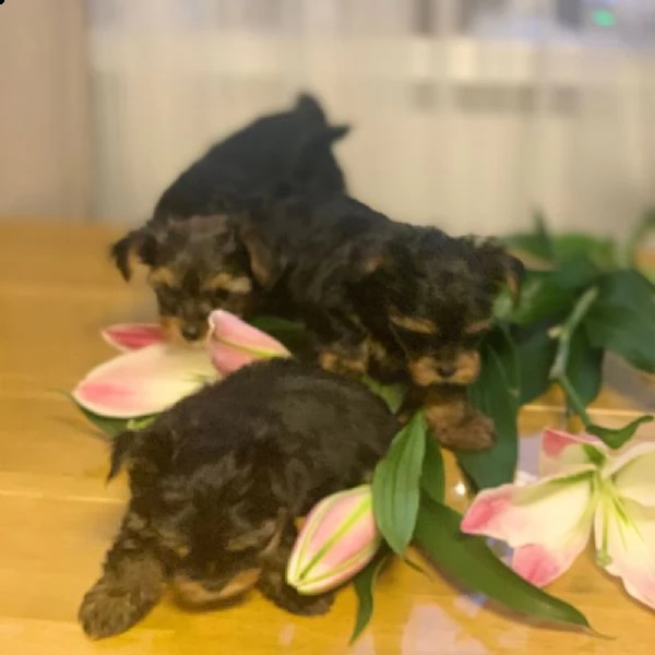 bellissimo cane maschio yorkshire terrier | Foto 1