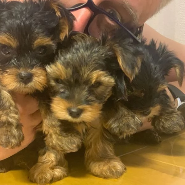 bellissimo cane maschio yorkshire terrier | Foto 0