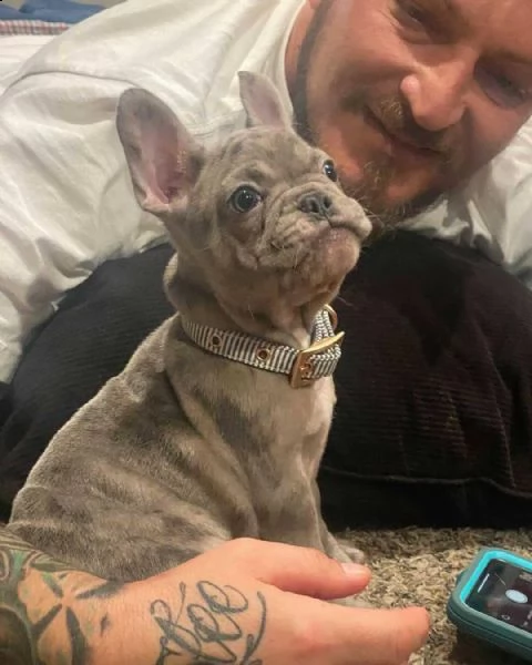 cani bulldog francesi | Foto 0