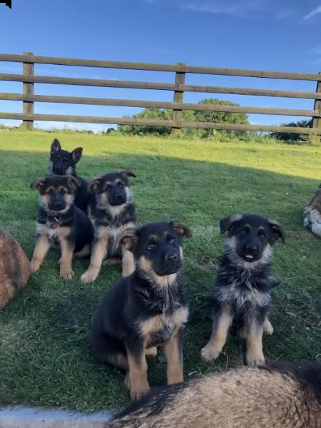 ragazze pastore tedesco