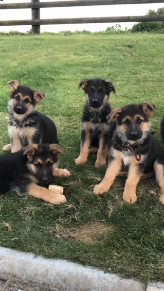 ragazze pastore tedesco | Foto 0