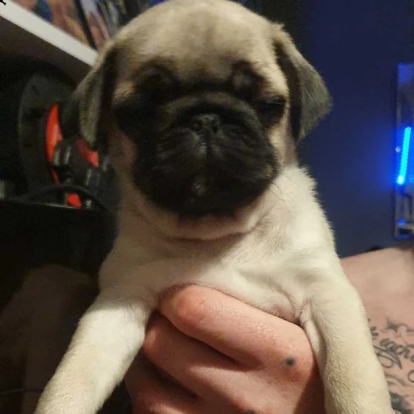 cuccioli di carlino | Foto 2