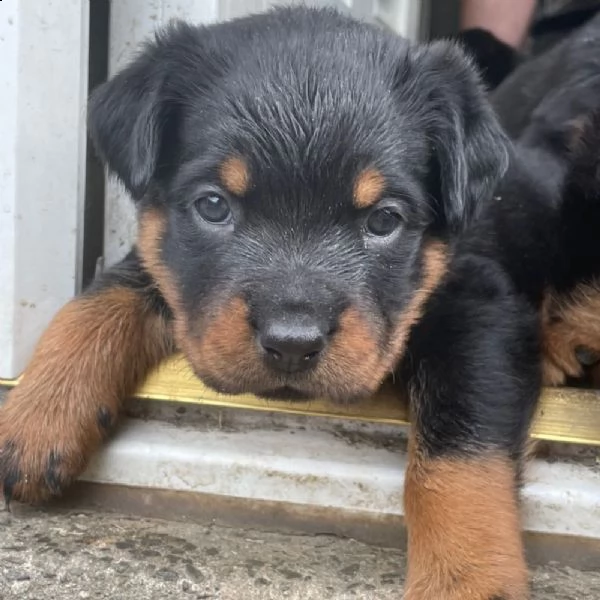 cuccioli di rottweiler