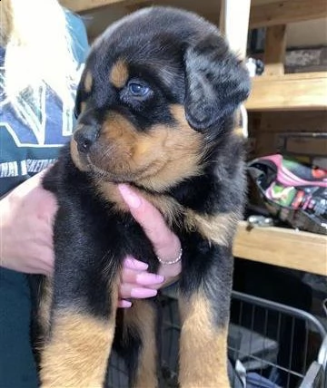 cuccioli di rottweiler | Foto 2